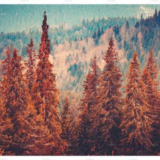 Autumn pinetree wallpaper