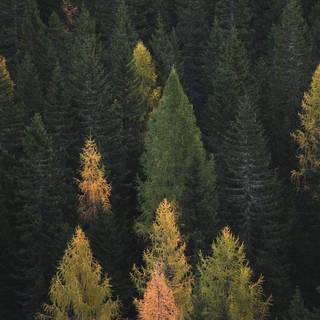 Autumn pinetree wallpaper