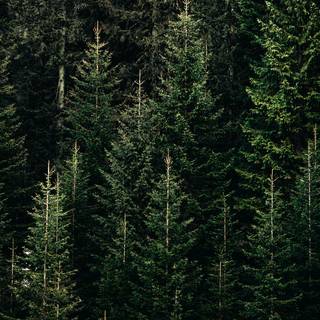 Autumn pinetree wallpaper