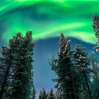 Aurora winter wallpaper