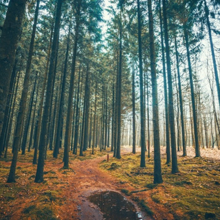 Pine forest autumn wallpaper