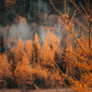 Autumn pinetree wallpaper