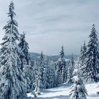 Autumn pinetree wallpaper