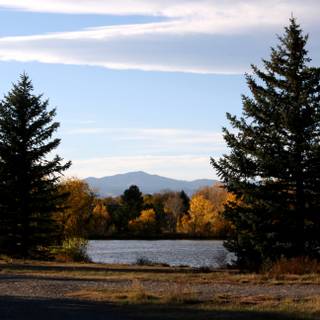 Autumn pinetree wallpaper