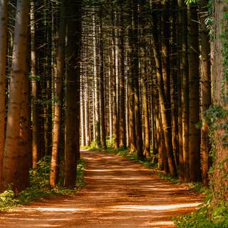 Autumn pinetree wallpaper