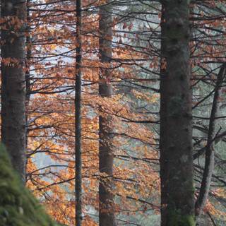 Autumn pinetree wallpaper