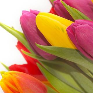 Tulips aesthetic iPhone wallpaper