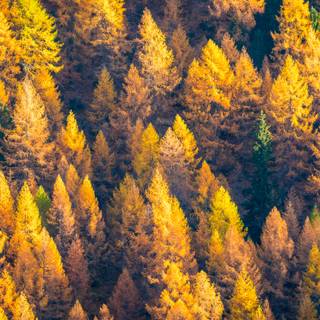 Autumn pinetree wallpaper