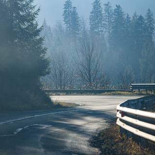 Autumn pinetree wallpaper