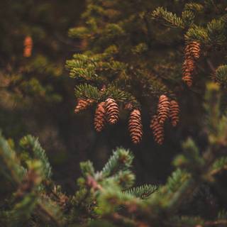 Autumn pinetree wallpaper