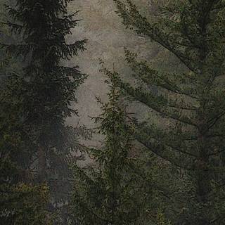 Autumn pinetree wallpaper