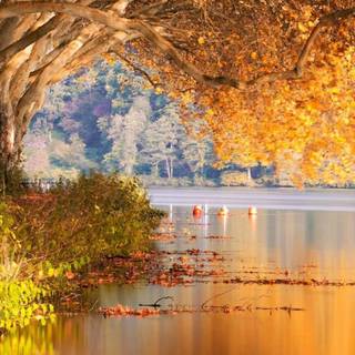 iPhone 12 nature wallpaper