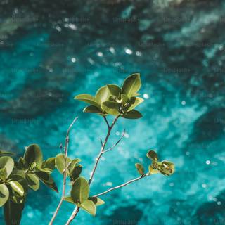 iPhone 12 nature wallpaper