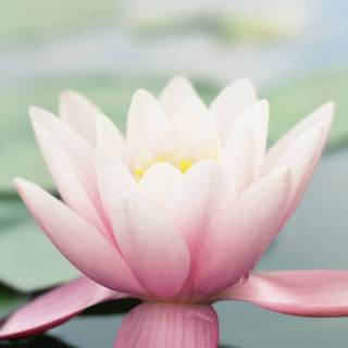 iPhone old wallpaper