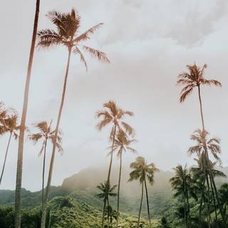 Hawaii iPhone wallpaper