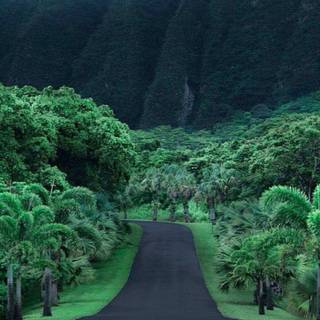 Hawaii iPhone wallpaper