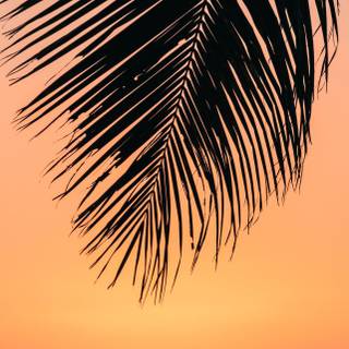 Hawaii iPhone wallpaper