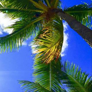 Hawaii iPhone wallpaper