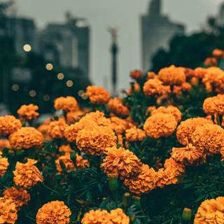 Cempasúchil wallpaper