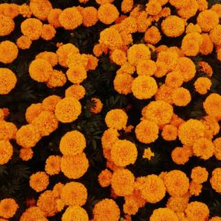 Cempasúchil wallpaper