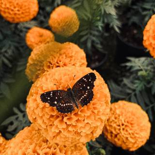 Cempasúchil wallpaper