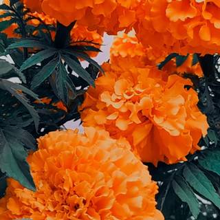 Cempasúchil wallpaper