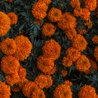 Cempasúchil wallpaper