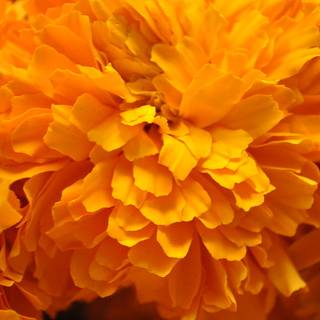 Cempasúchil wallpaper