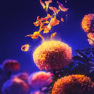 Cempasúchil wallpaper