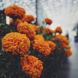 Cempasúchil wallpaper