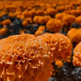 Cempasúchil wallpaper