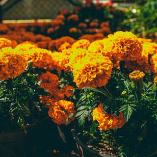 Cempasúchil wallpaper