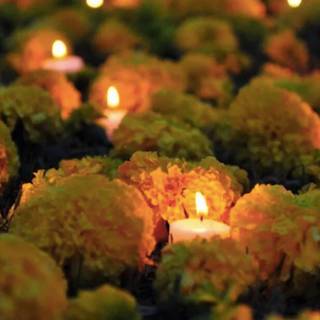 Cempasúchil wallpaper