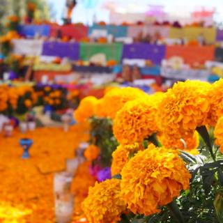 Cempasúchil wallpaper