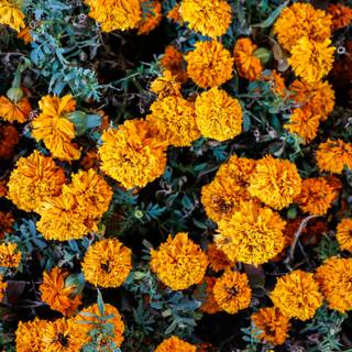 Cempasúchil wallpaper