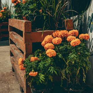 Cempasúchil wallpaper