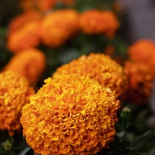 Cempasúchil wallpaper