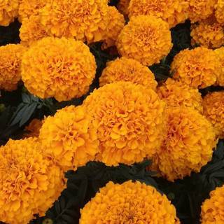 Cempasúchil wallpaper