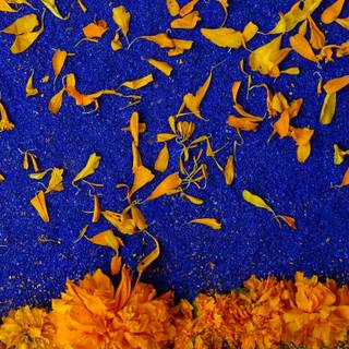 Cempasúchil wallpaper