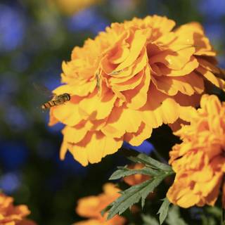 Cempasúchil wallpaper