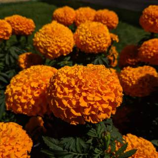 Cempasúchil wallpaper