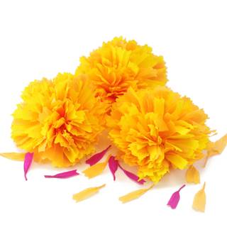 Cempasúchil wallpaper