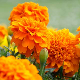 Cempasúchil wallpaper