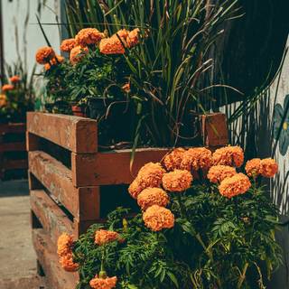 Cempasúchil wallpaper