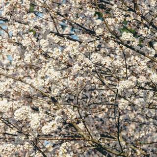 Spring phone HD wallpaper