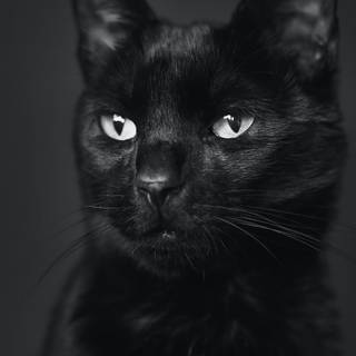 Black cat phone wallpaper