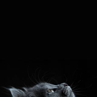 Black cat phone wallpaper