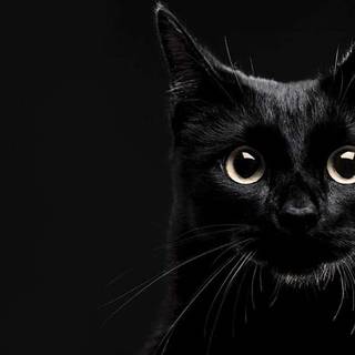 Black cat desktop wallpaper