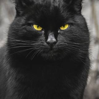 Black cat phone wallpaper