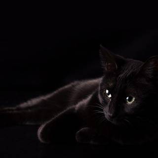 Black cat phone wallpaper